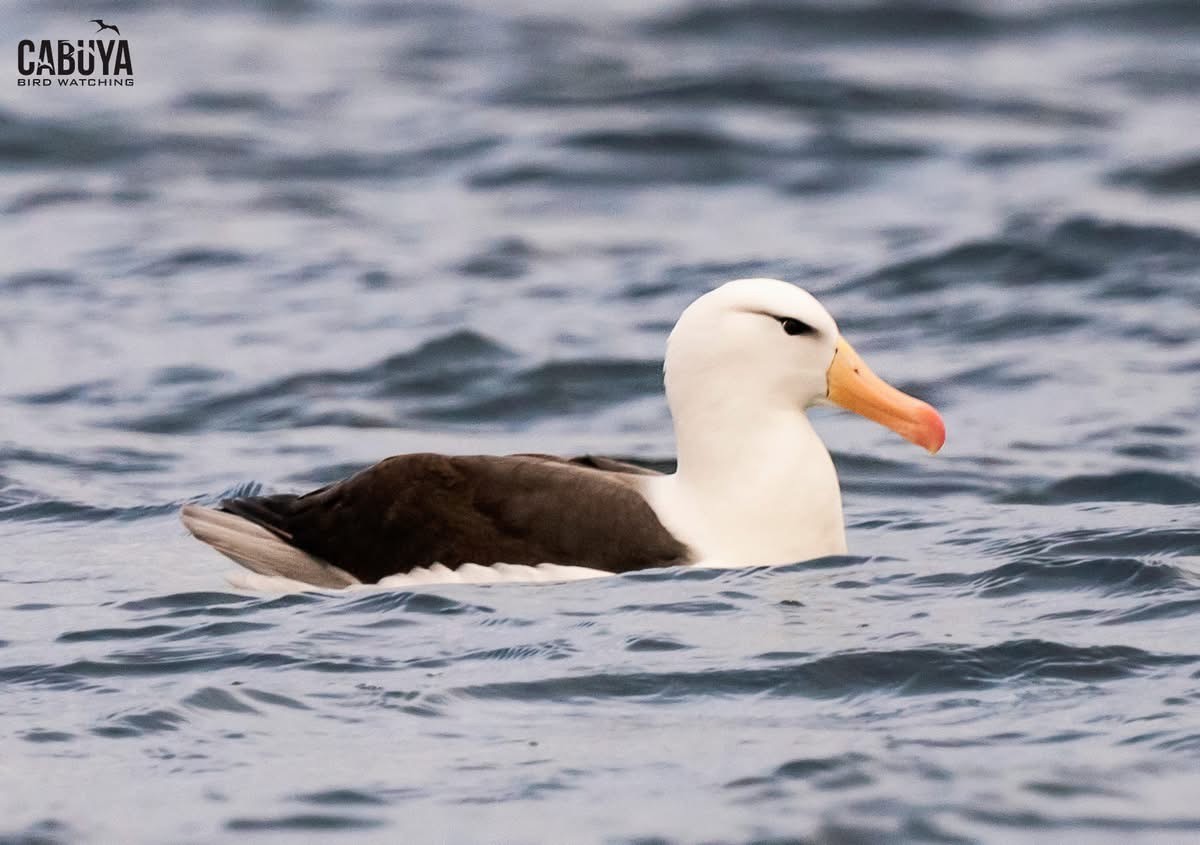 Black-browed Albatross - ML645957579