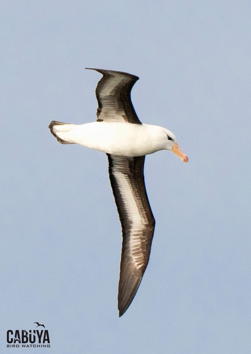 Black-browed Albatross - ML645957580