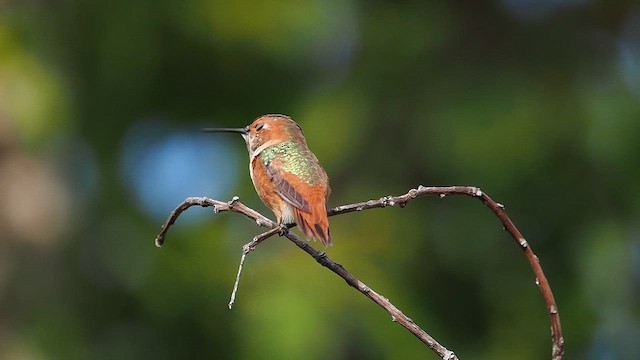 Алленов колибри - ML645957581