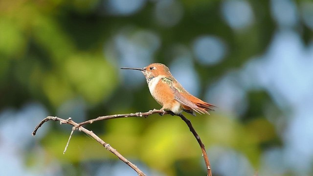 Алленов колибри - ML645957582