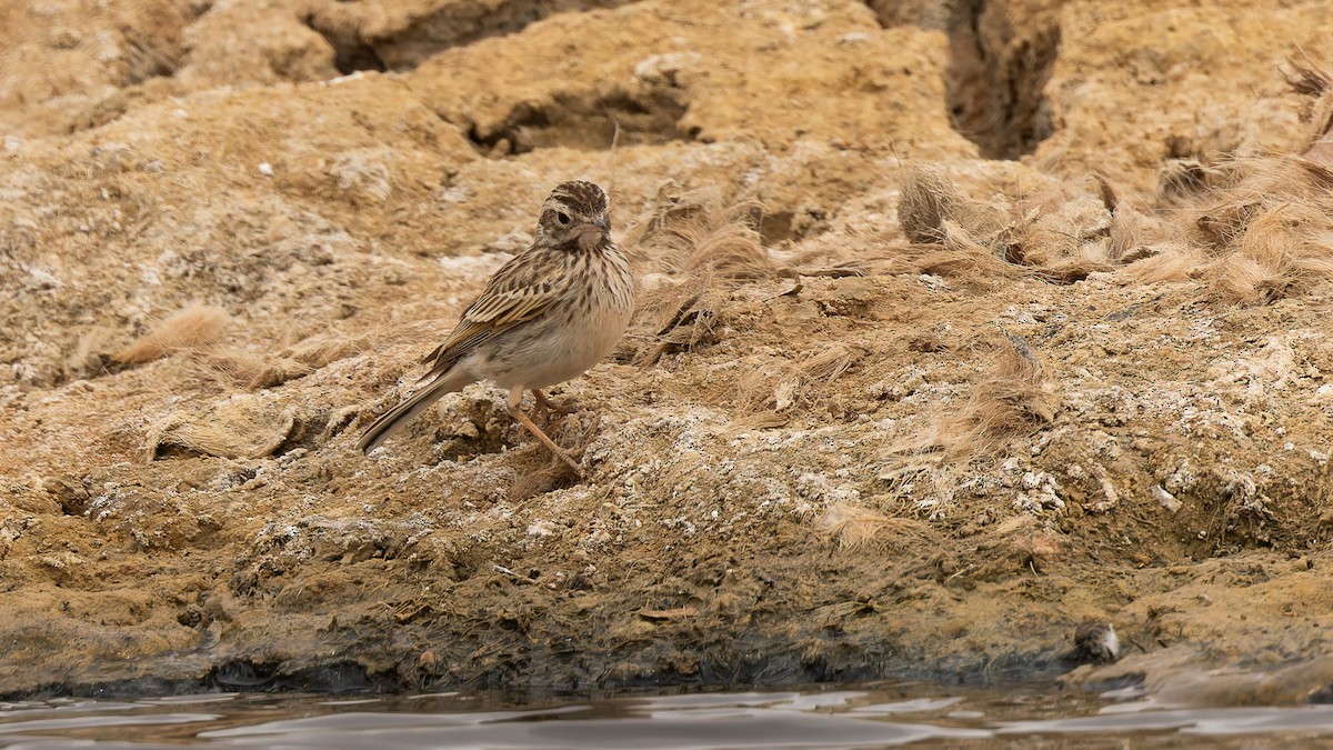 Australian Pipit - ML645957585