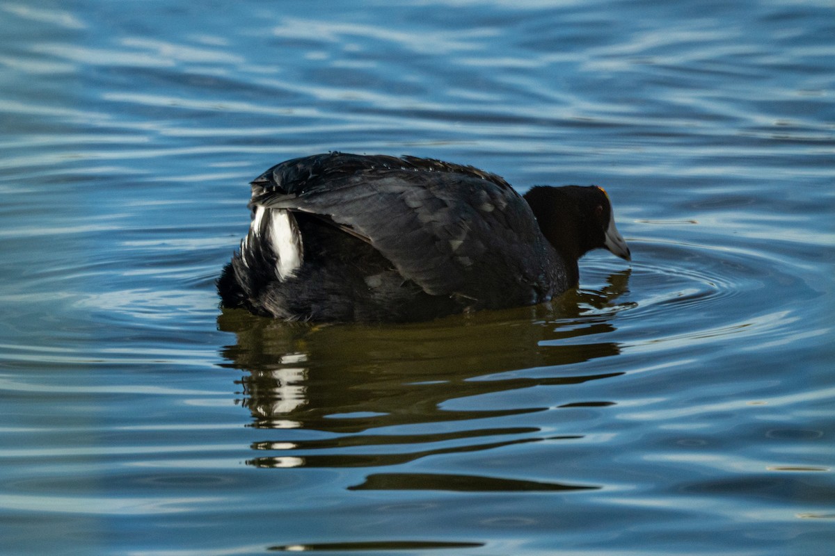 American Coot - ML645957590