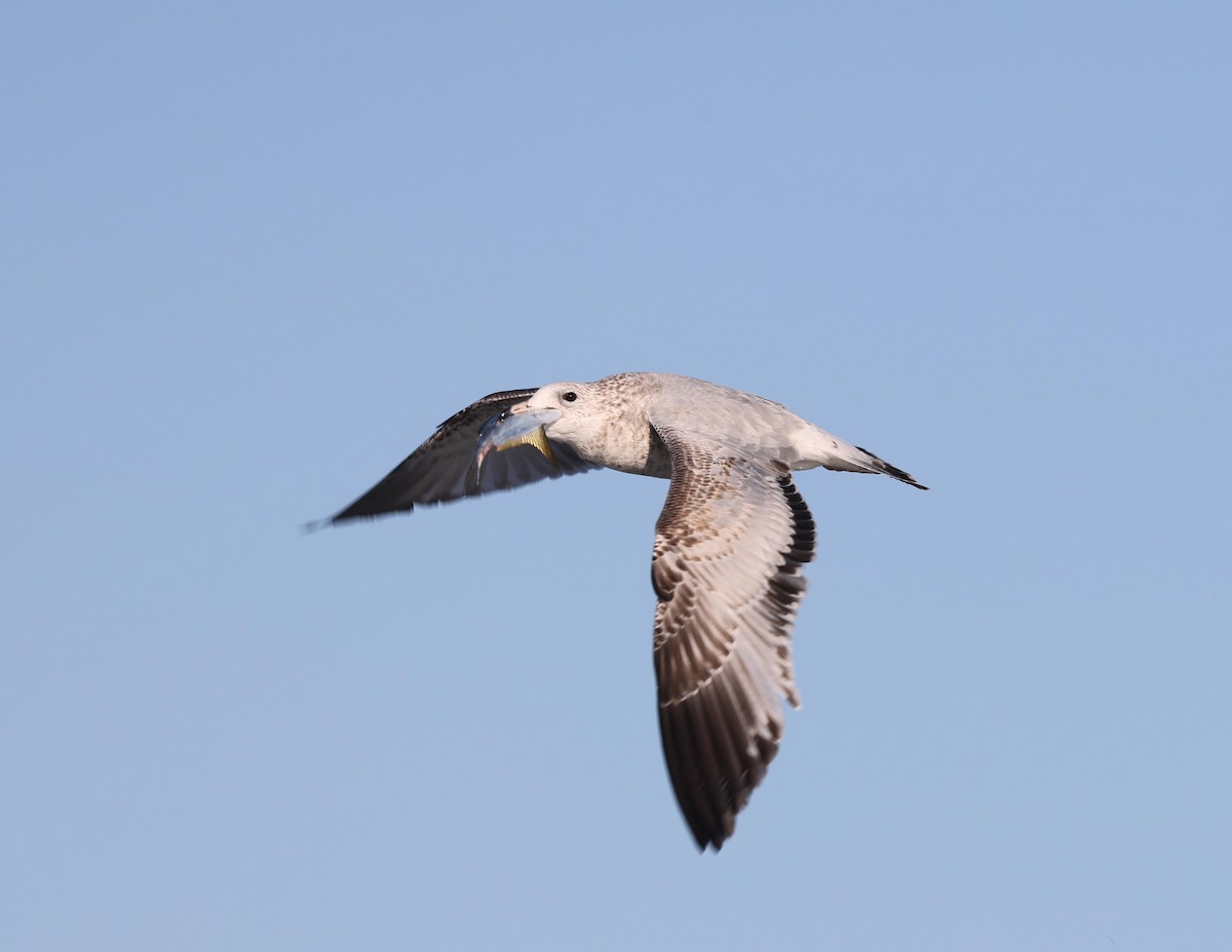 Ring-billed Gull - ML645957591