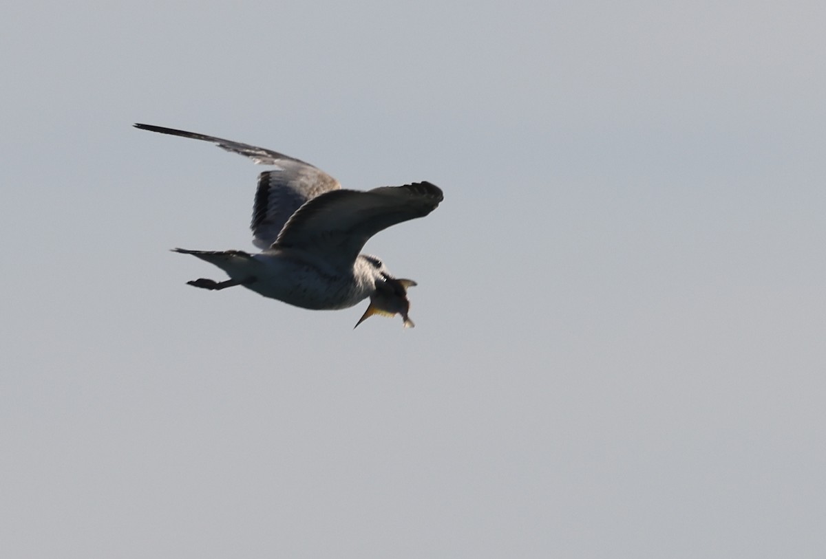 Ring-billed Gull - ML645957592