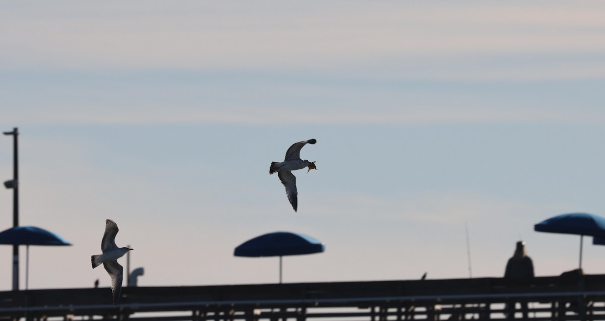 Ring-billed Gull - ML645957593