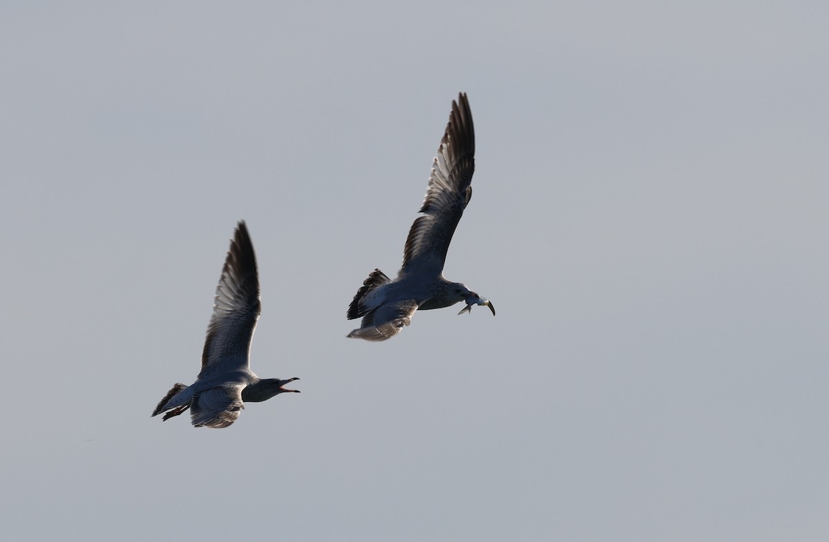 Ring-billed Gull - ML645957594