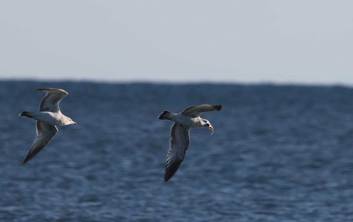 Ring-billed Gull - ML645957595