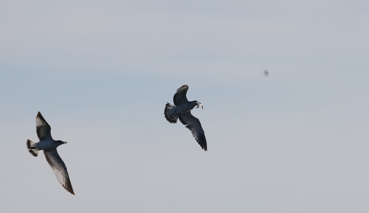Ring-billed Gull - ML645957597
