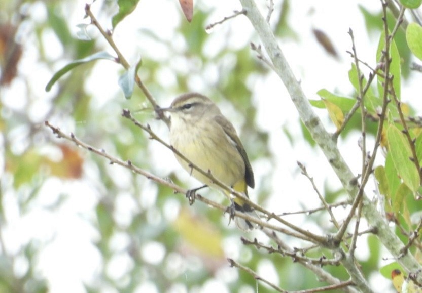 Palm Warbler - ML645957598