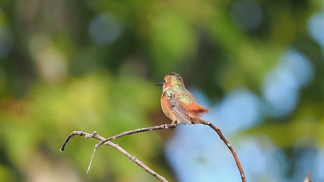 Allen's Hummingbird - ML645957599