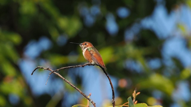 Allen's Hummingbird - ML645957600