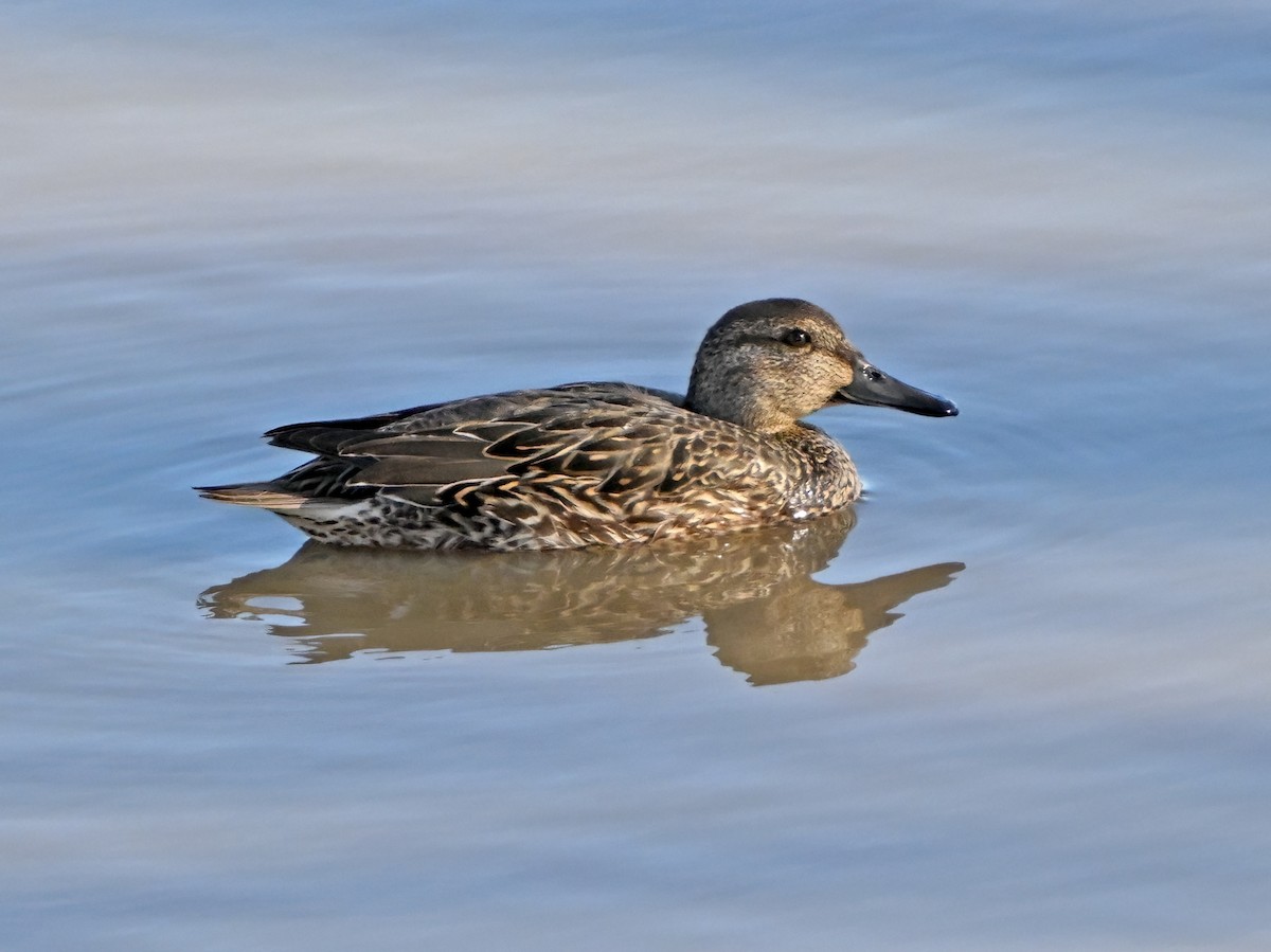 小水鴨 - ML645957601