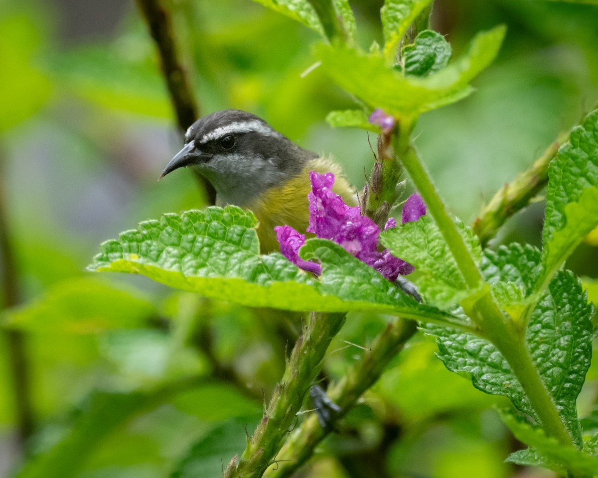 Bananaquit - ML645957602