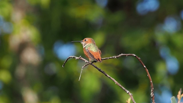 Allen's Hummingbird - ML645957608