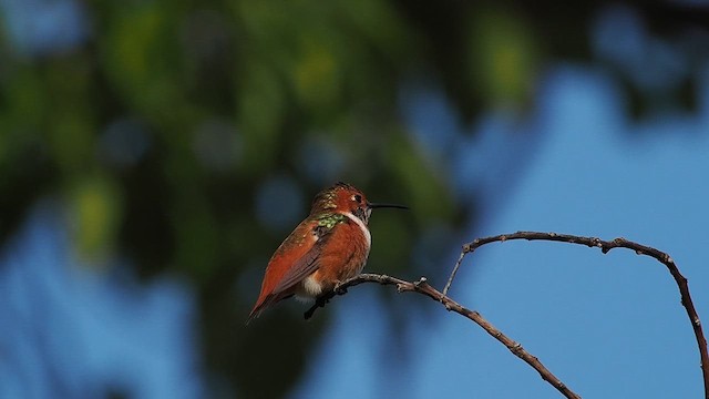Allen's Hummingbird - ML645957609
