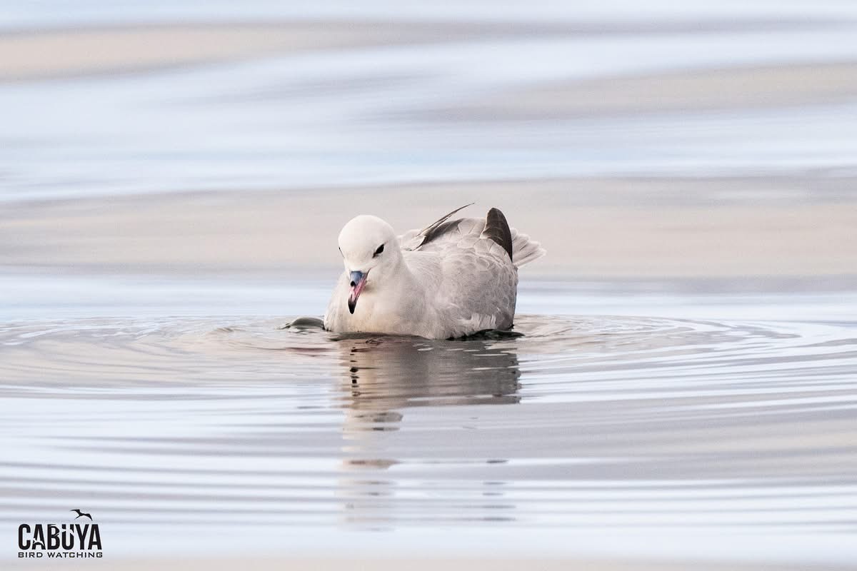 buřňák jižní - ML645957614