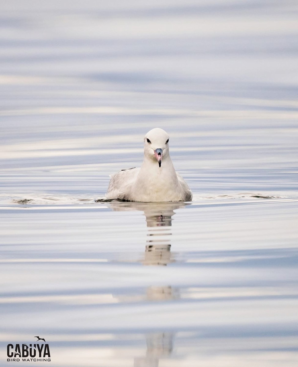 buřňák jižní - ML645957615