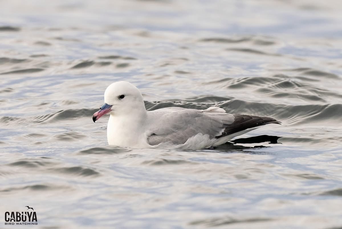 buřňák jižní - ML645957616