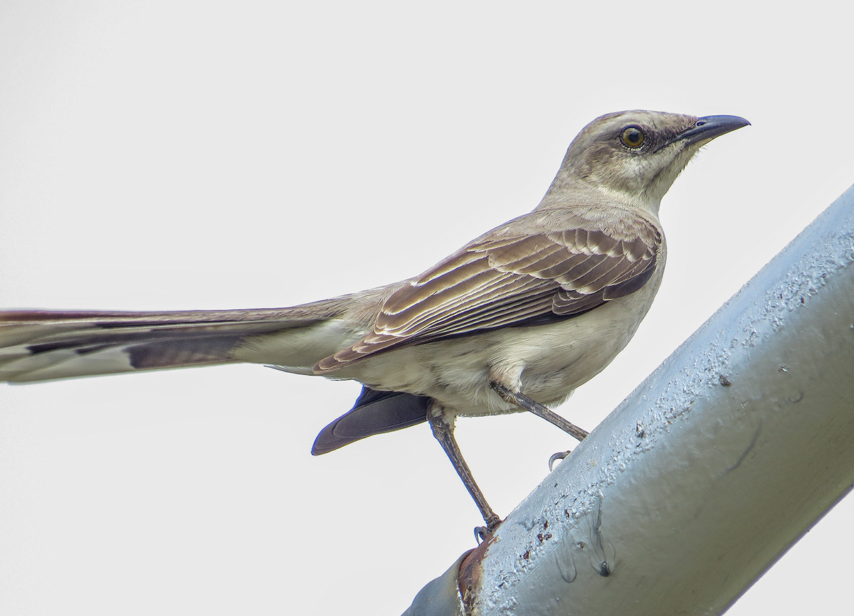 Tropikal Taklitçi - ML645957621