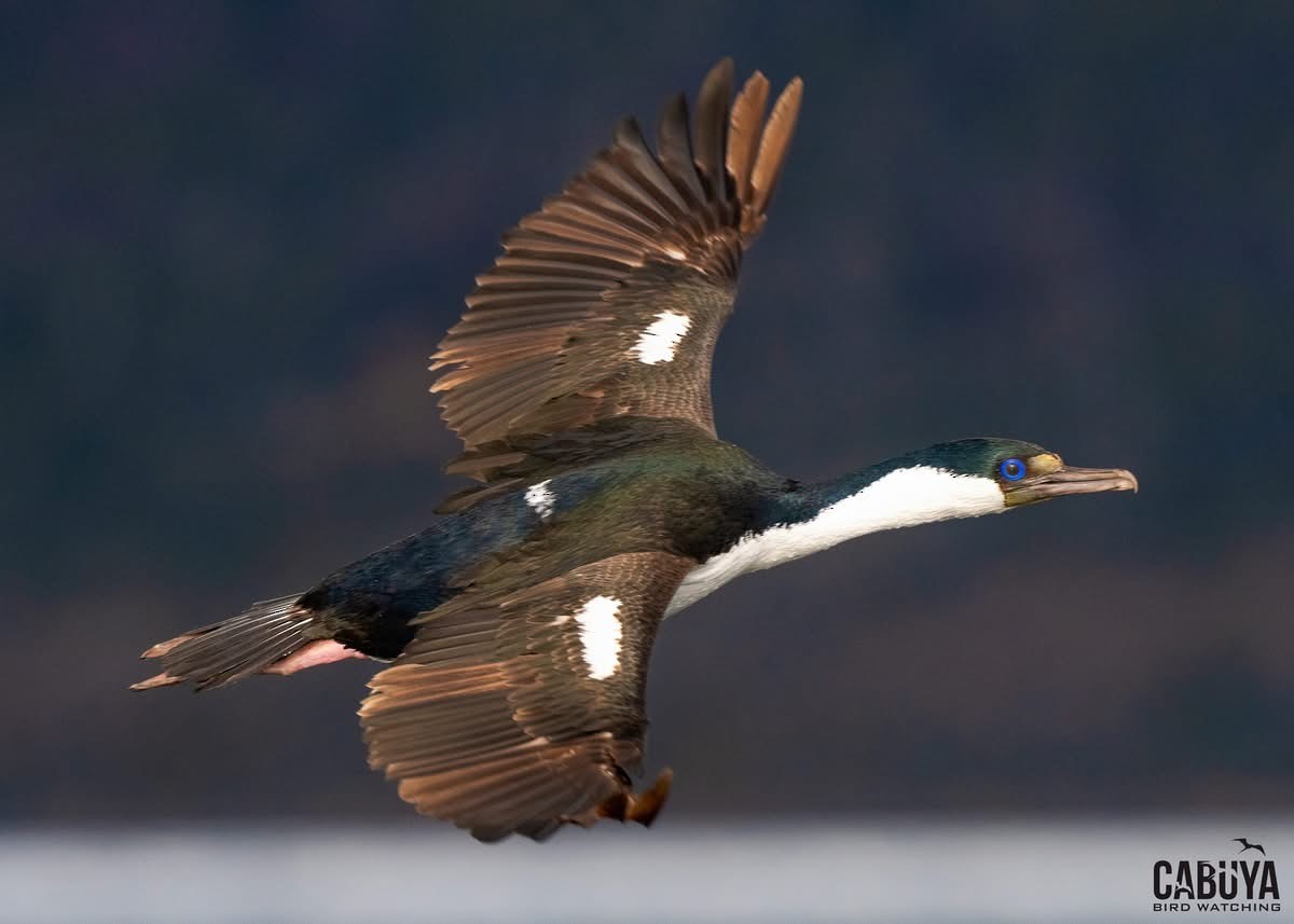 kormorán modrooký [skupina atriceps] - ML645957630