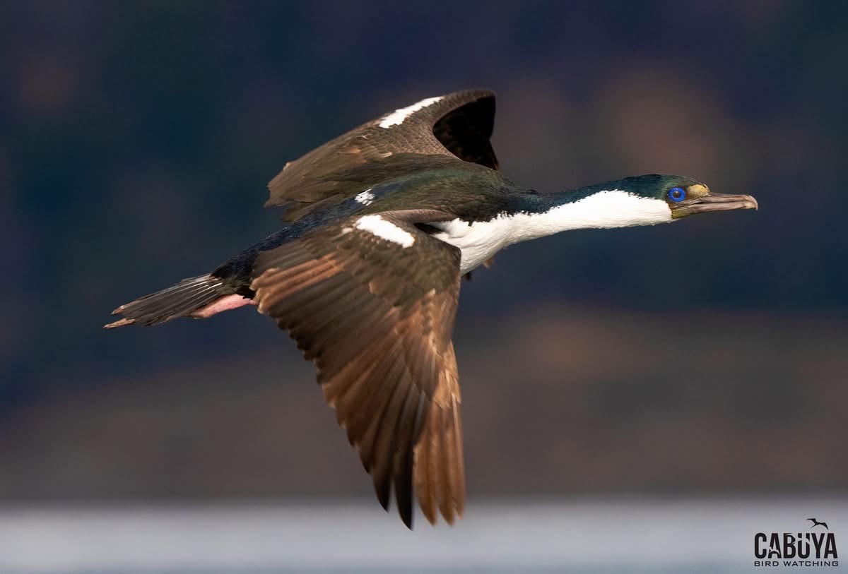 kormorán modrooký [skupina atriceps] - ML645957631