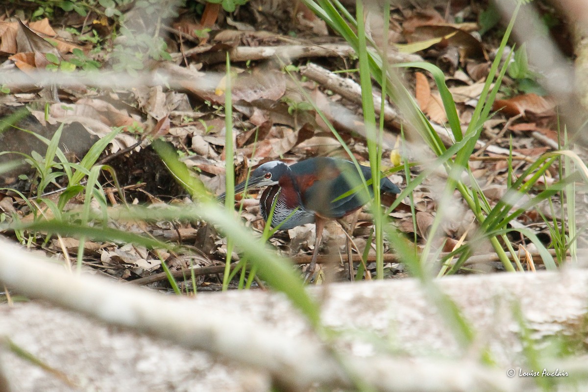 Agami Heron - ML645957633