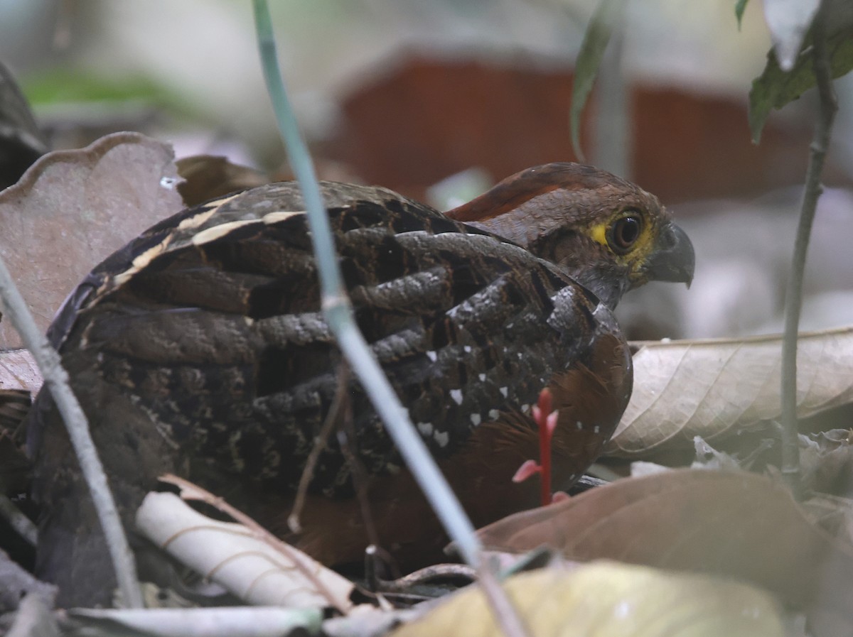 Starred Wood-Quail - ML645957647