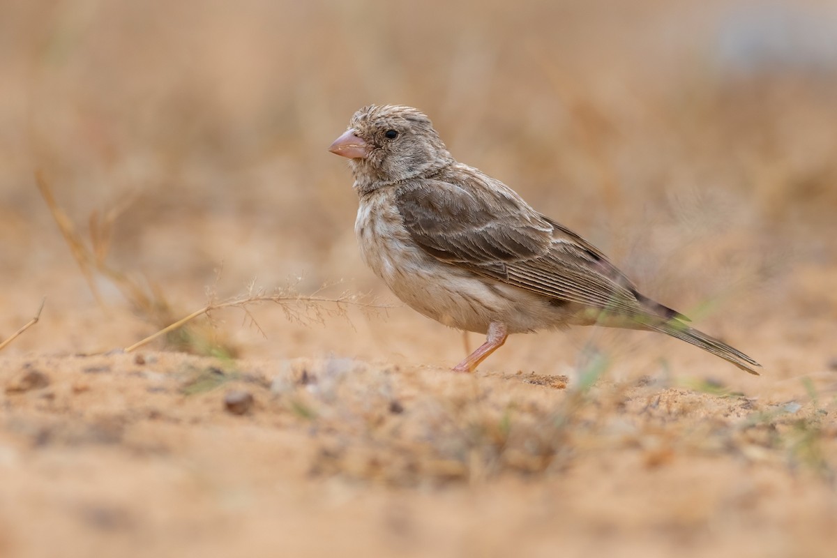 White-rumped Seedeater - ML645957657