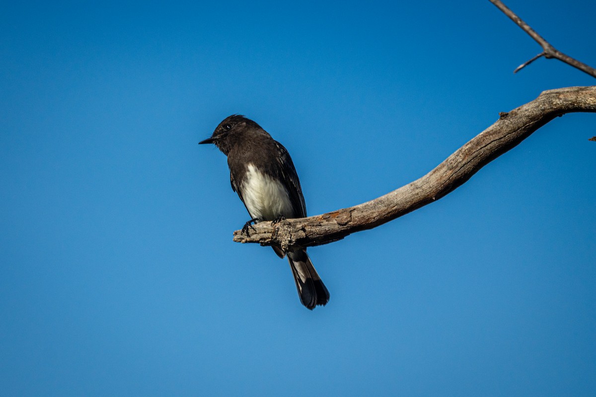 Black Phoebe - ML645957665