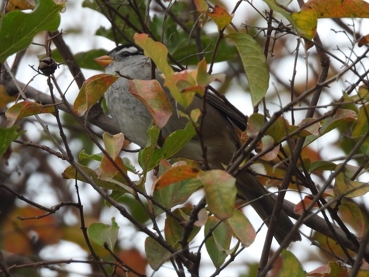 White-crowned Sparrow - ML645957666