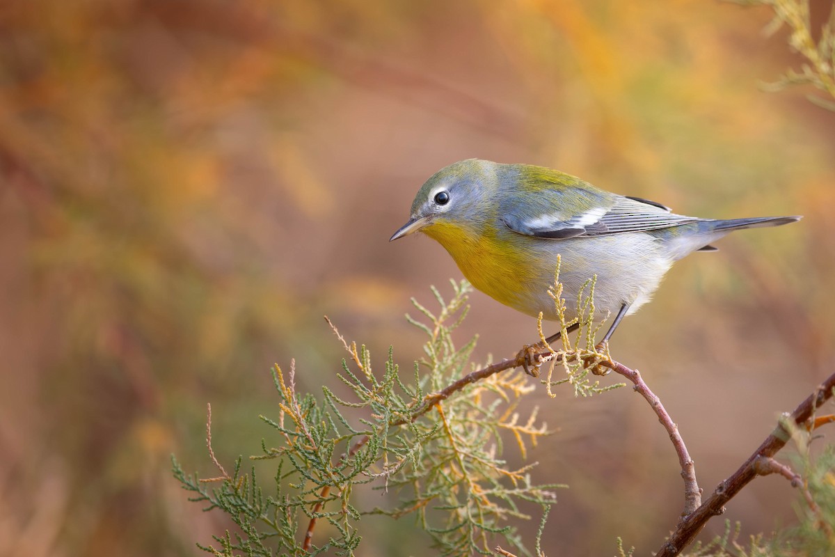 Northern Parula - ML645957667