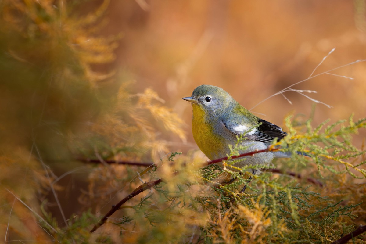 Northern Parula - ML645957668