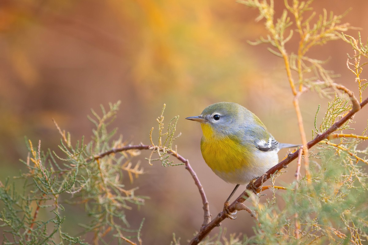 Northern Parula - ML645957669