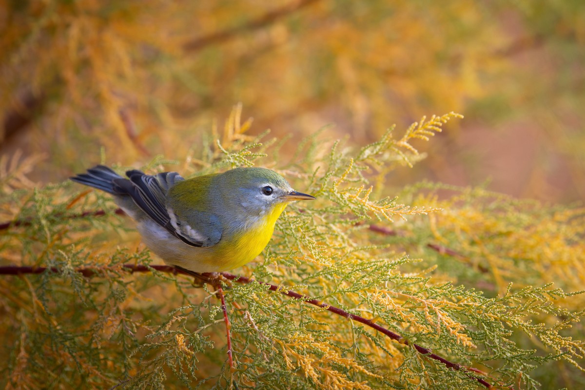 Northern Parula - ML645957670