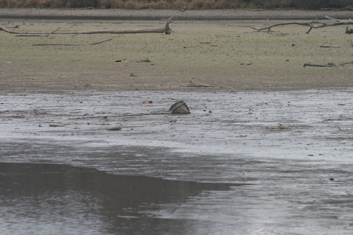 Killdeer - ML645957671