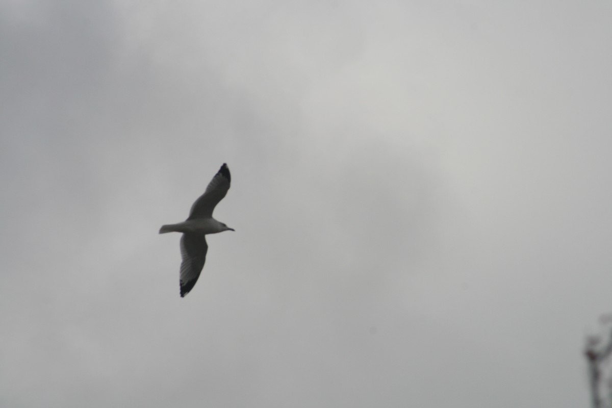Ring-billed Gull - ML645957675