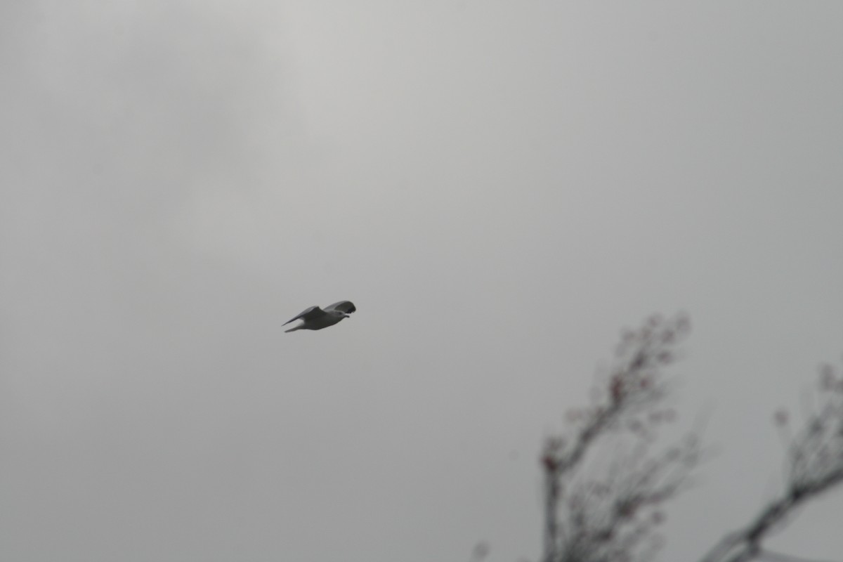 Ring-billed Gull - ML645957676