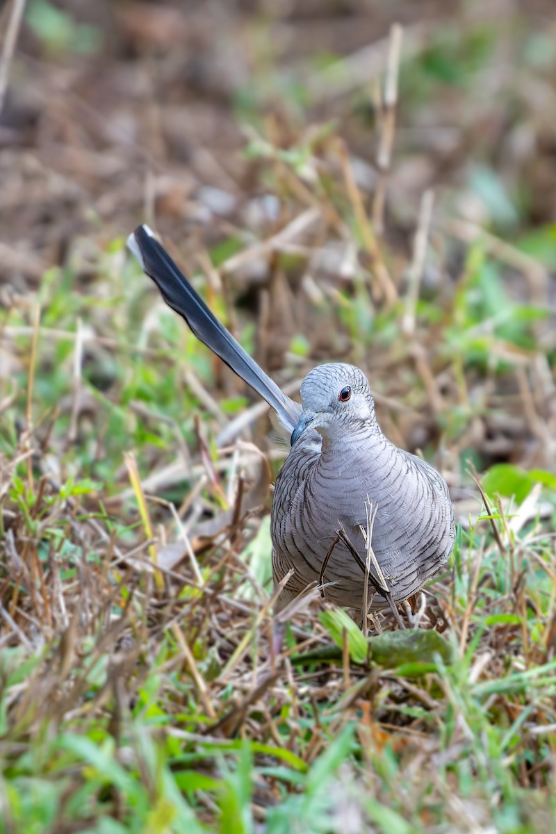 Inca Dove - ML645957677