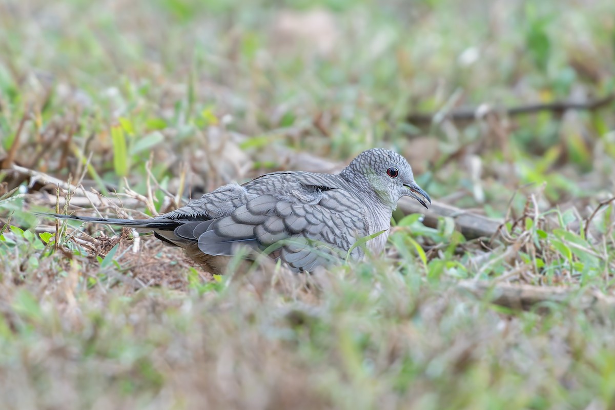 Inca Dove - ML645957678