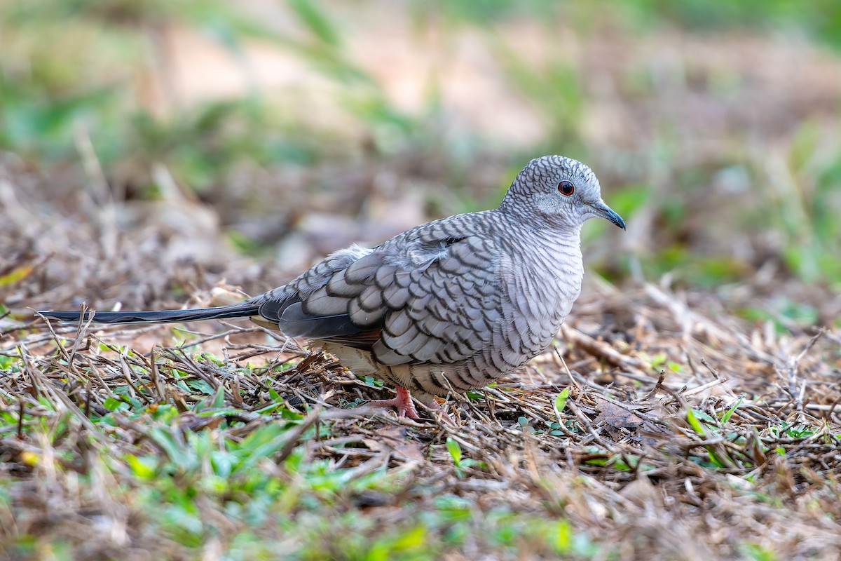 Inca Dove - ML645957680