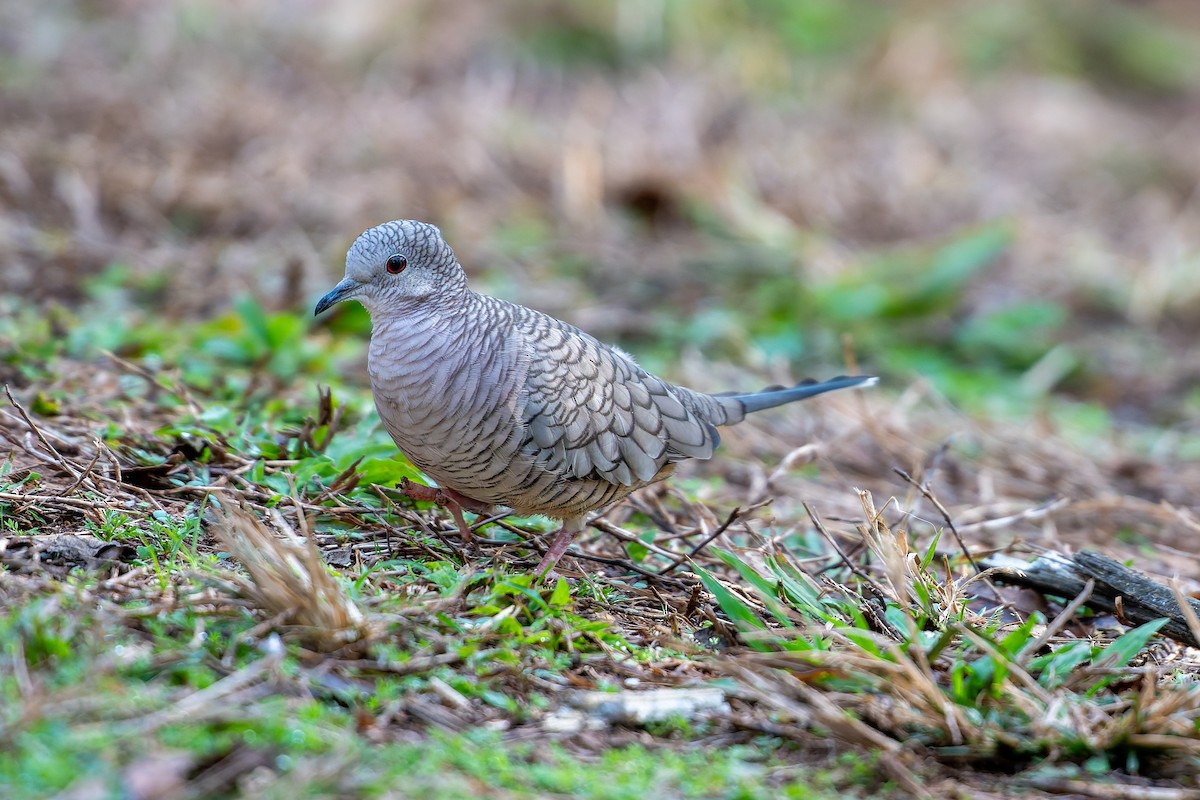 Inca Dove - ML645957681