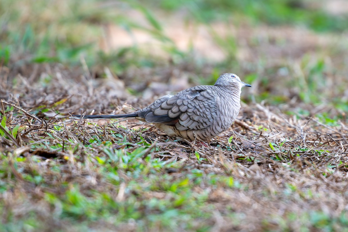 Inca Dove - ML645957682