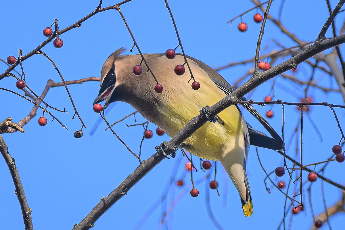 Cedar Waxwing - ML645957683