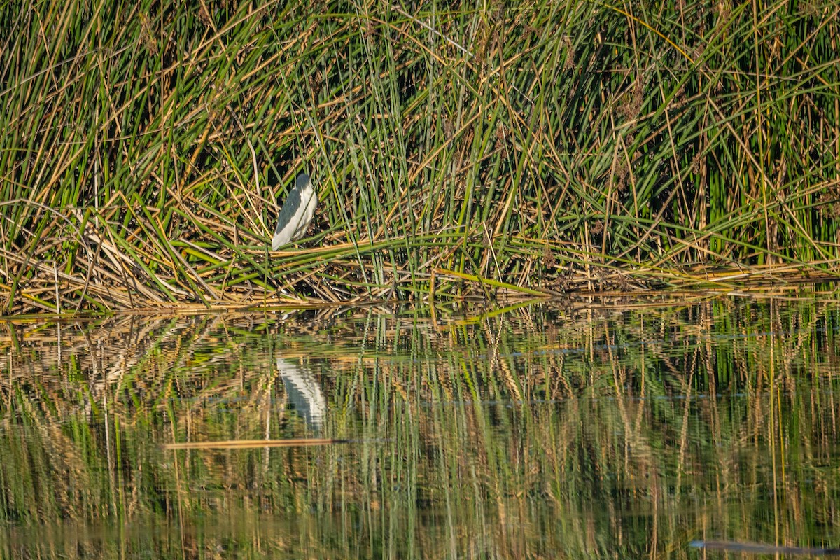 夜鷺 - ML645957693