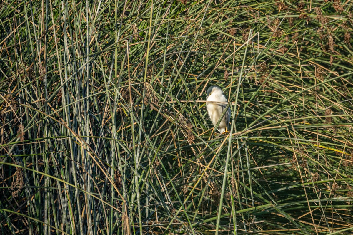 夜鷺 - ML645957694