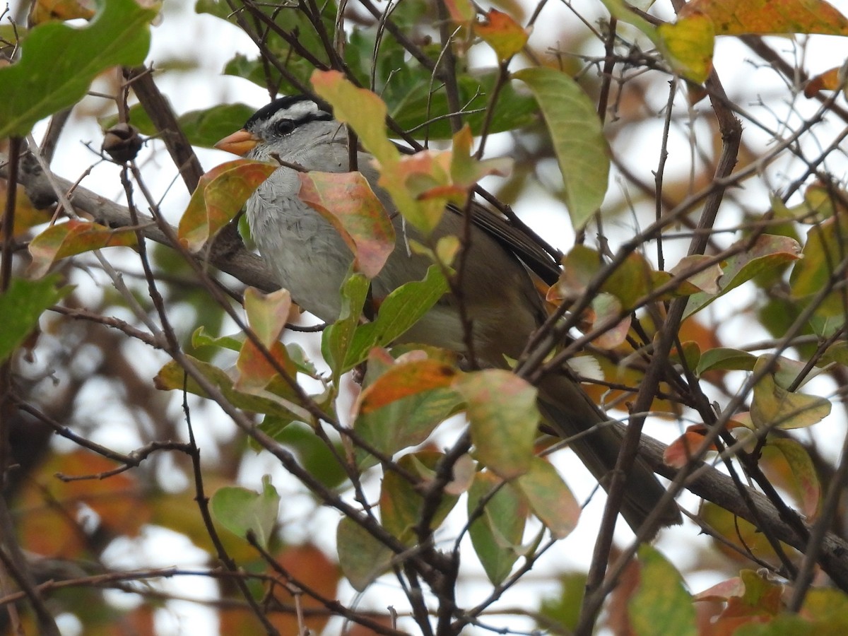 White-crowned Sparrow - ML645957695