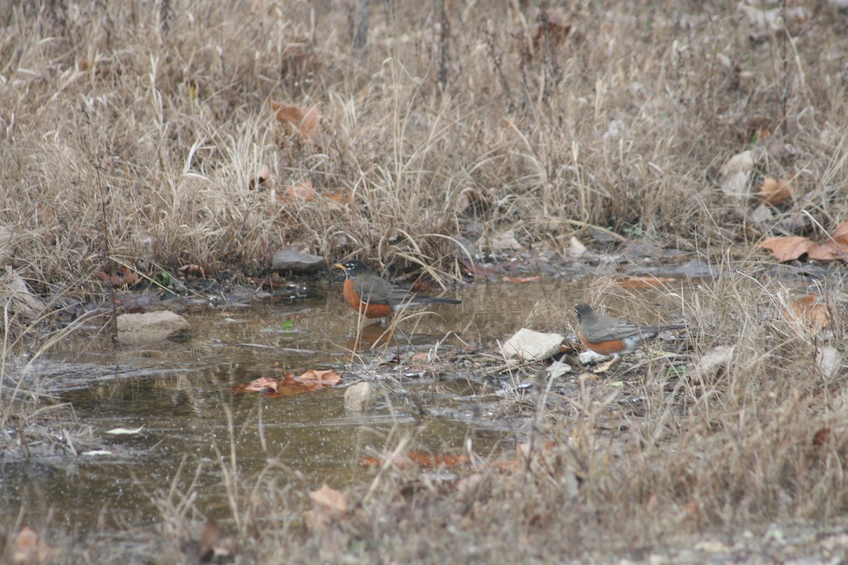 American Robin - ML645957706
