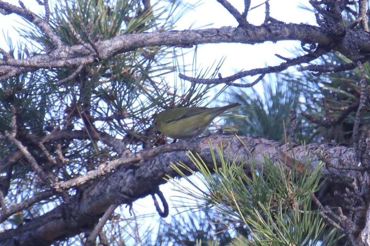 lesňáček olivový - ML645957713