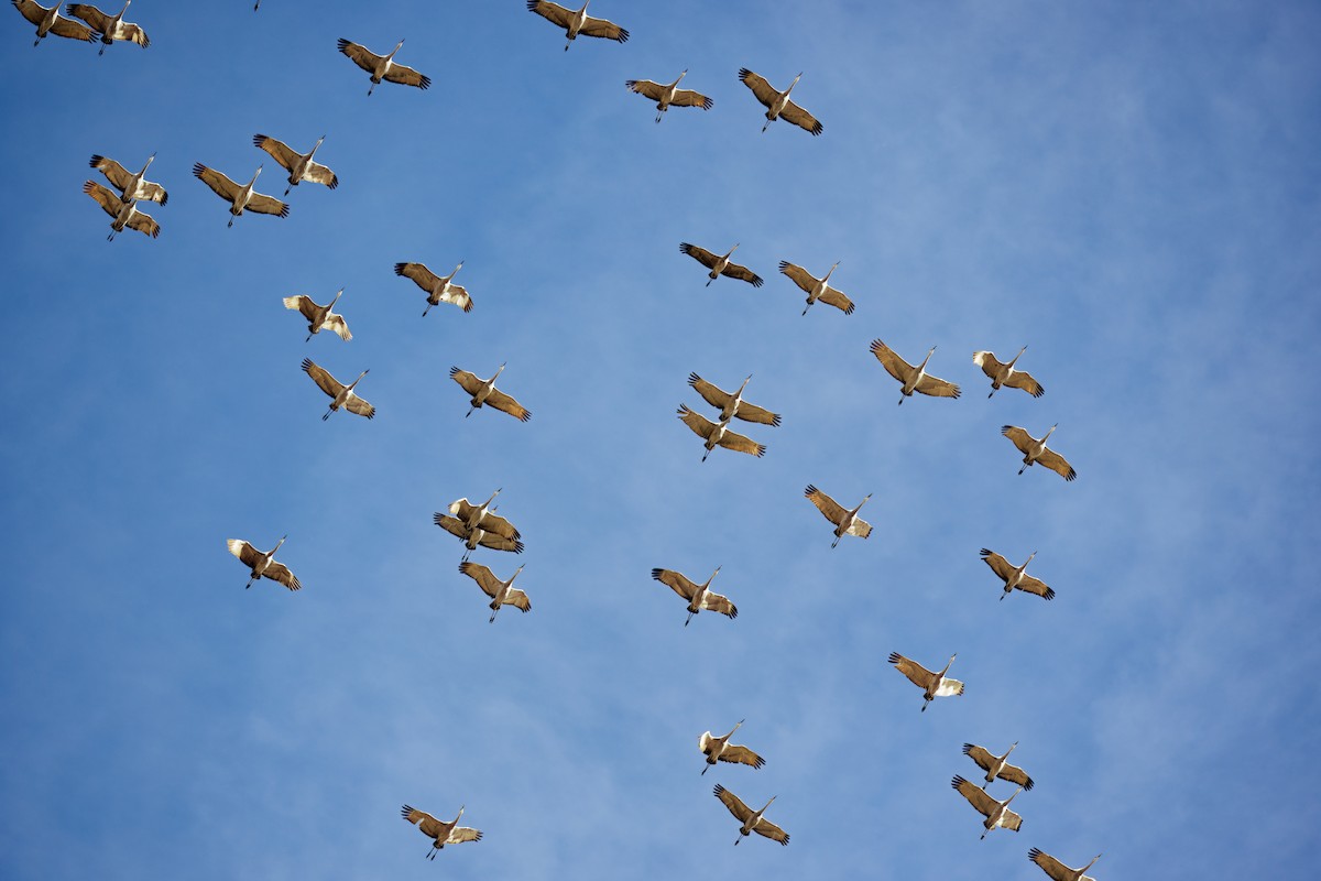 Kanadakranich - ML645957723