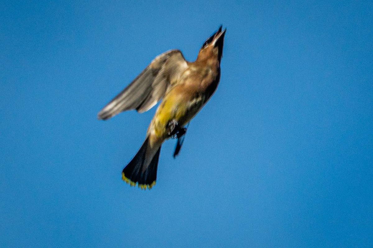Cedar Waxwing - ML645957725